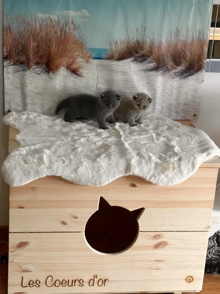 Cat whelping box
