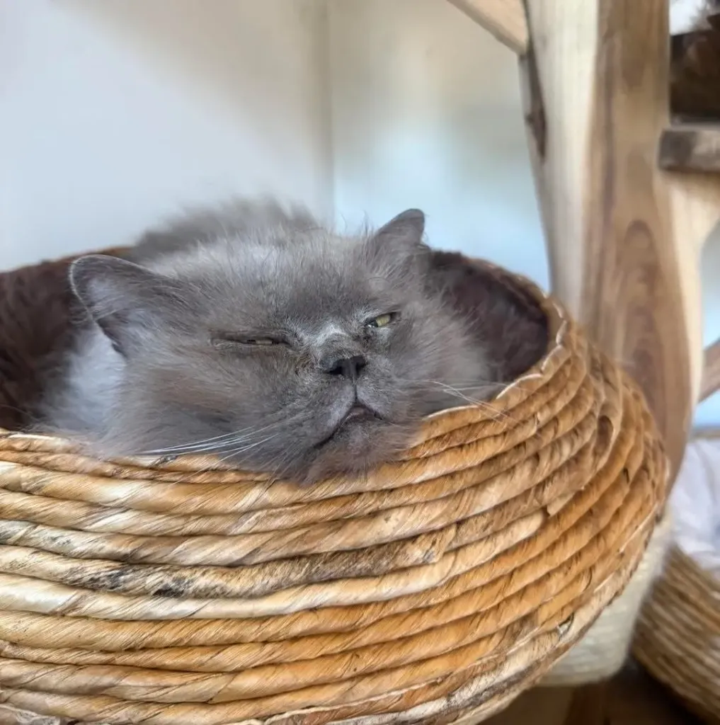 Korb dez Sonneblume (Natürlich, Sonnenblumenkorb-Durchmesser 45)