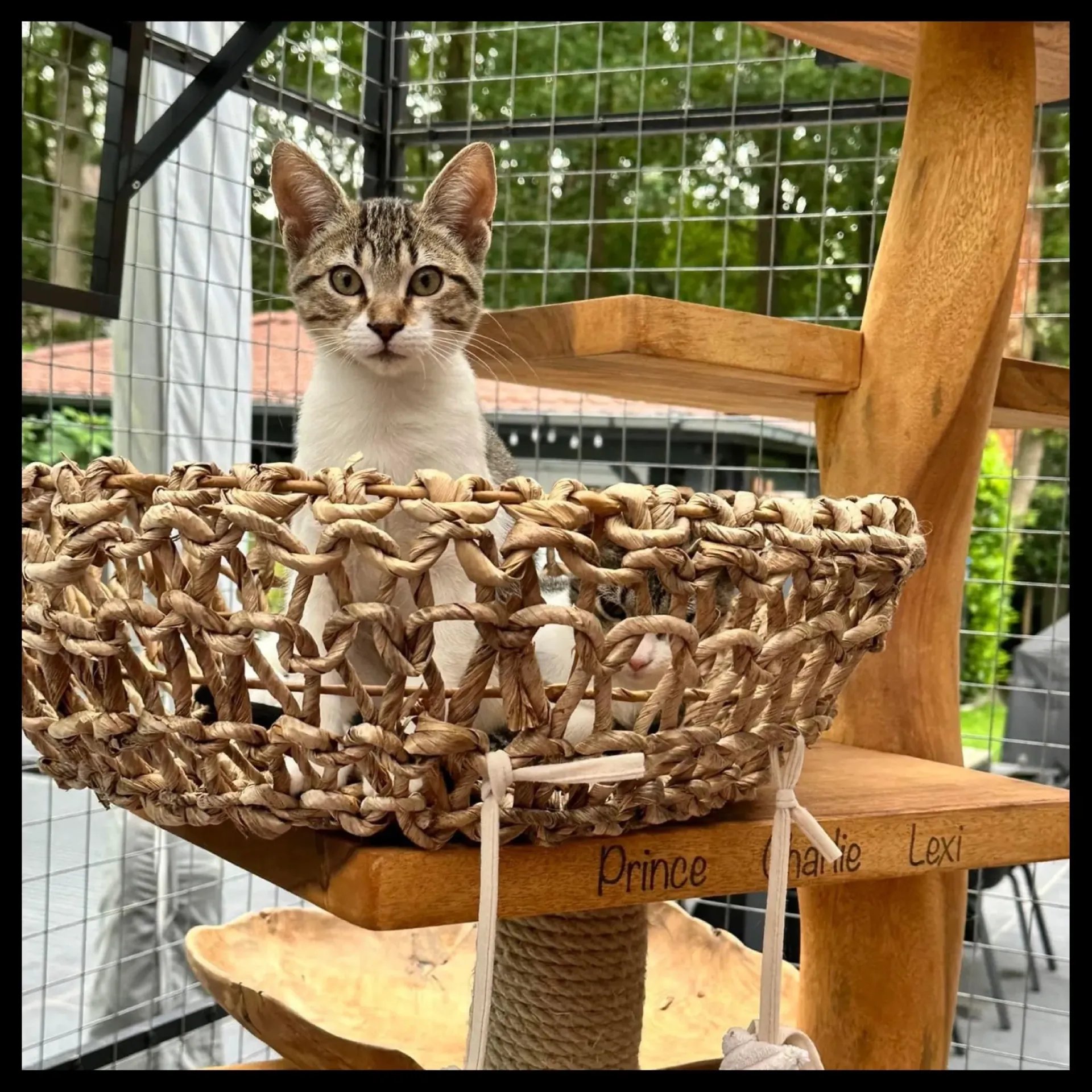 Korbt der bananenpflanze (Bananenbladmand diameter 45)