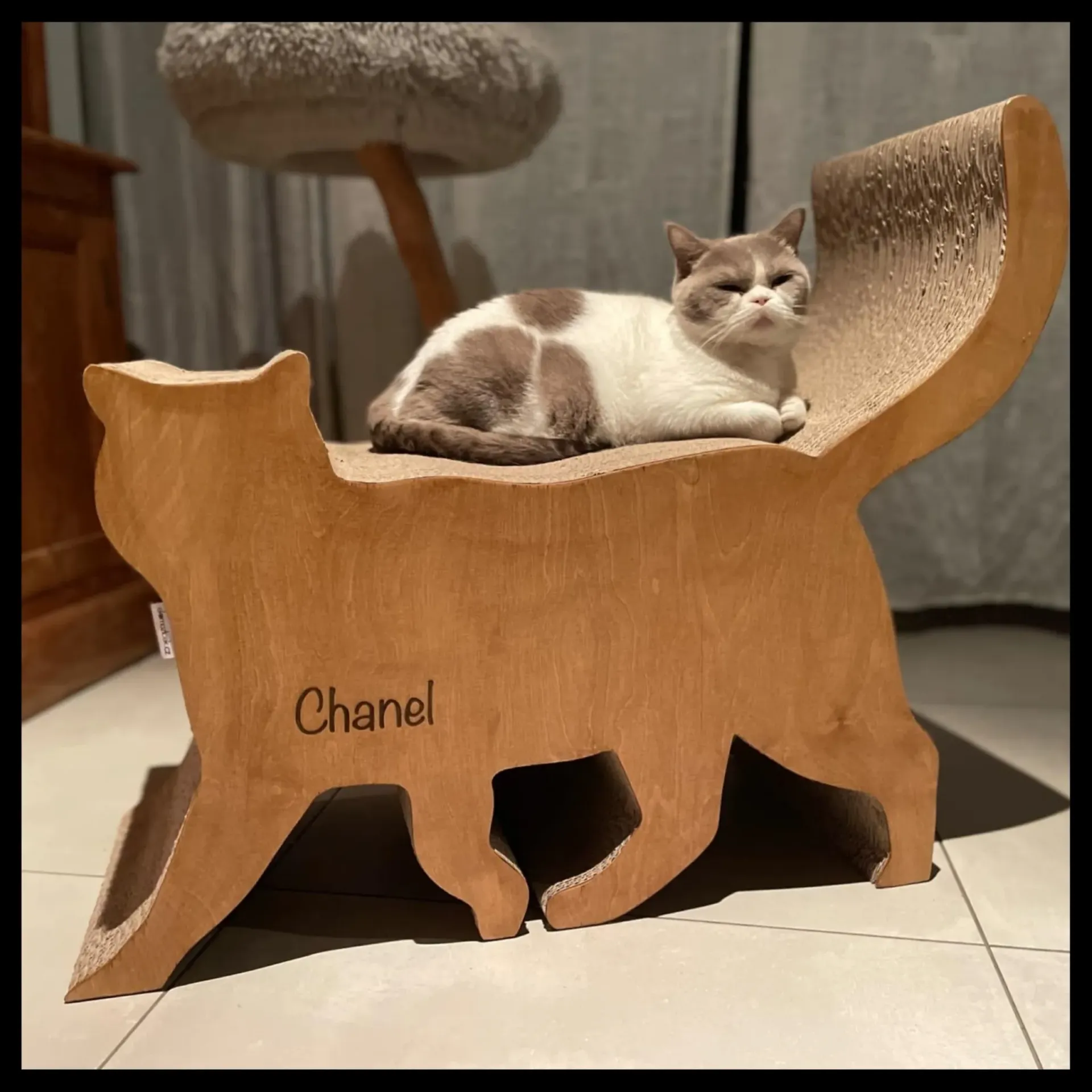 Custom cat  (Brits Korthaar)