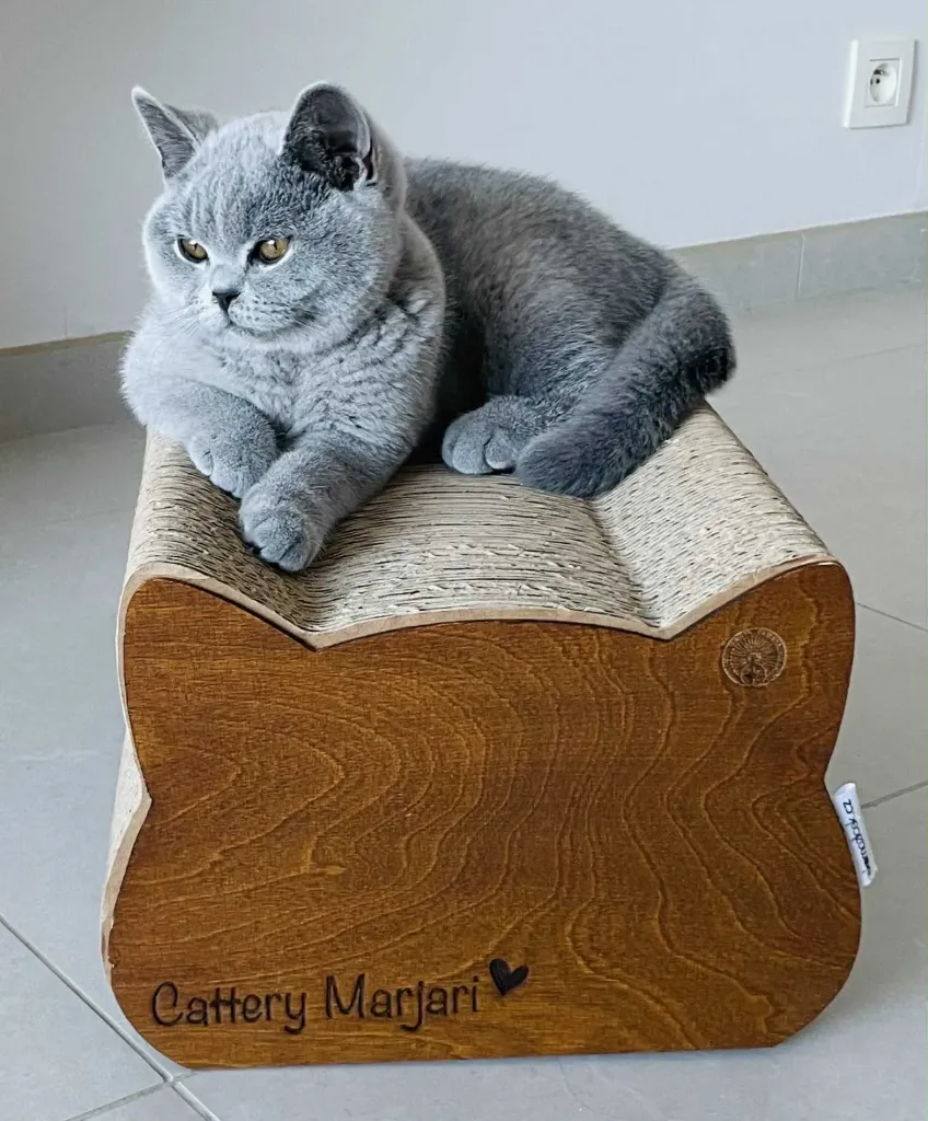 Carton à gratter Cat (Cat Medium)