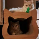 Catty Scratching Cardboard