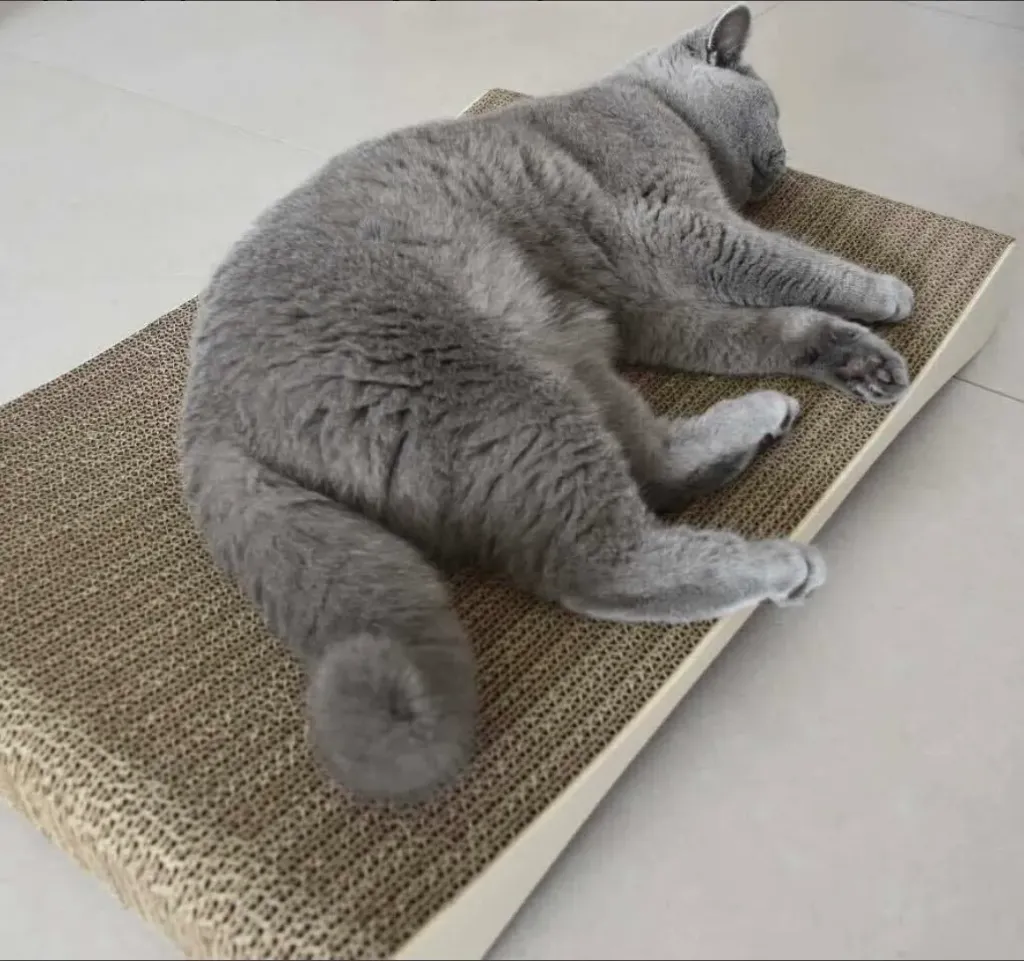 Cat Scratching Cardboard Mini Lounge