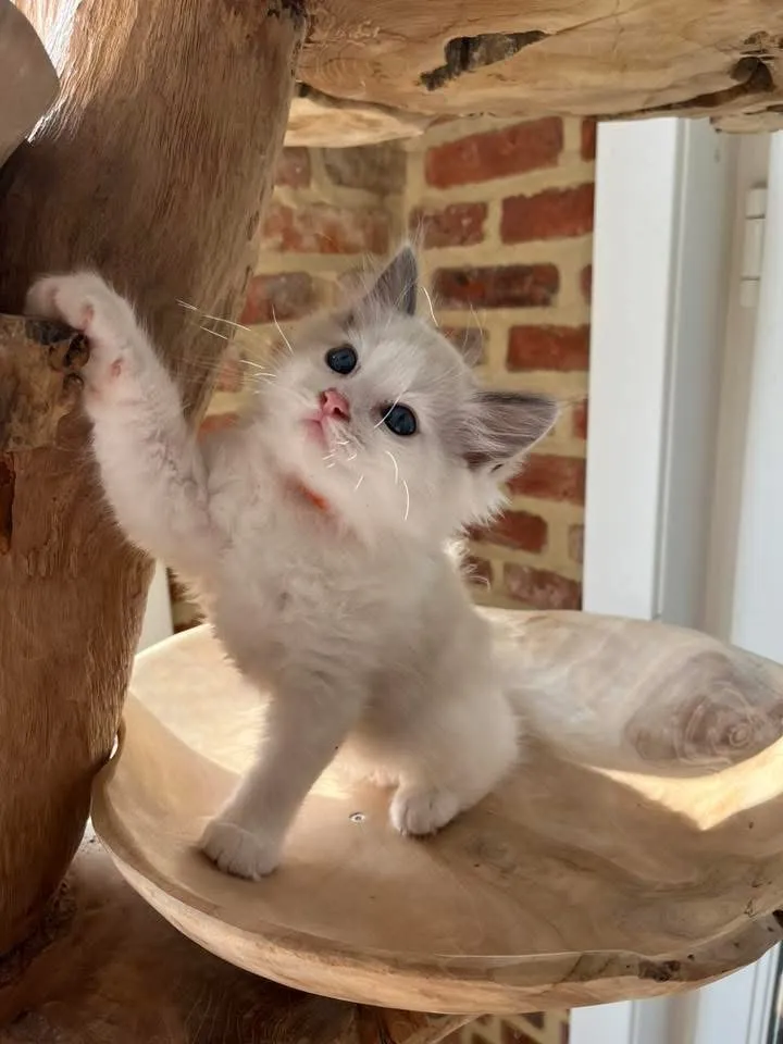 Bol en teck — Diameter 40