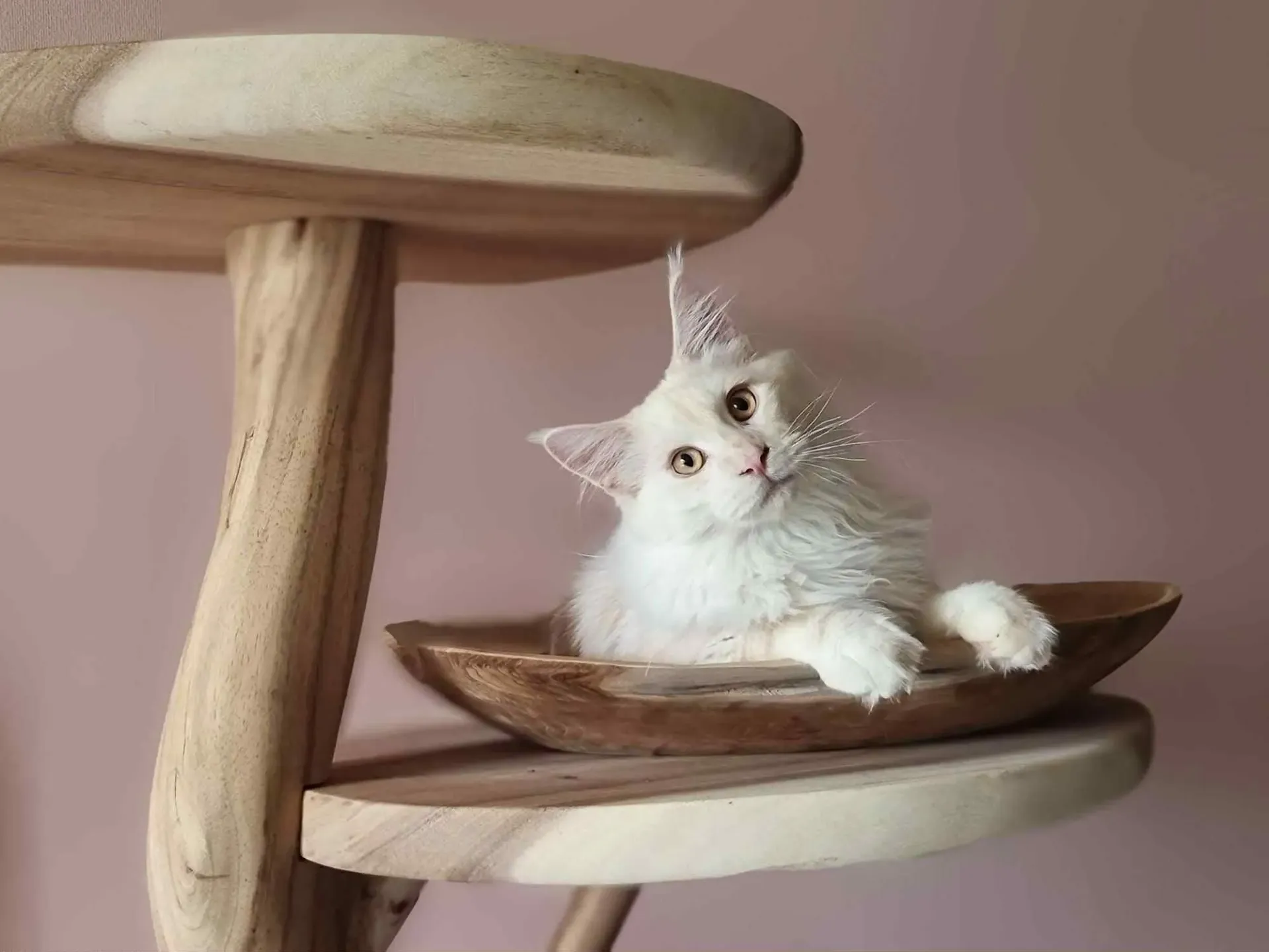 Teakholzschale — durchmesser 50