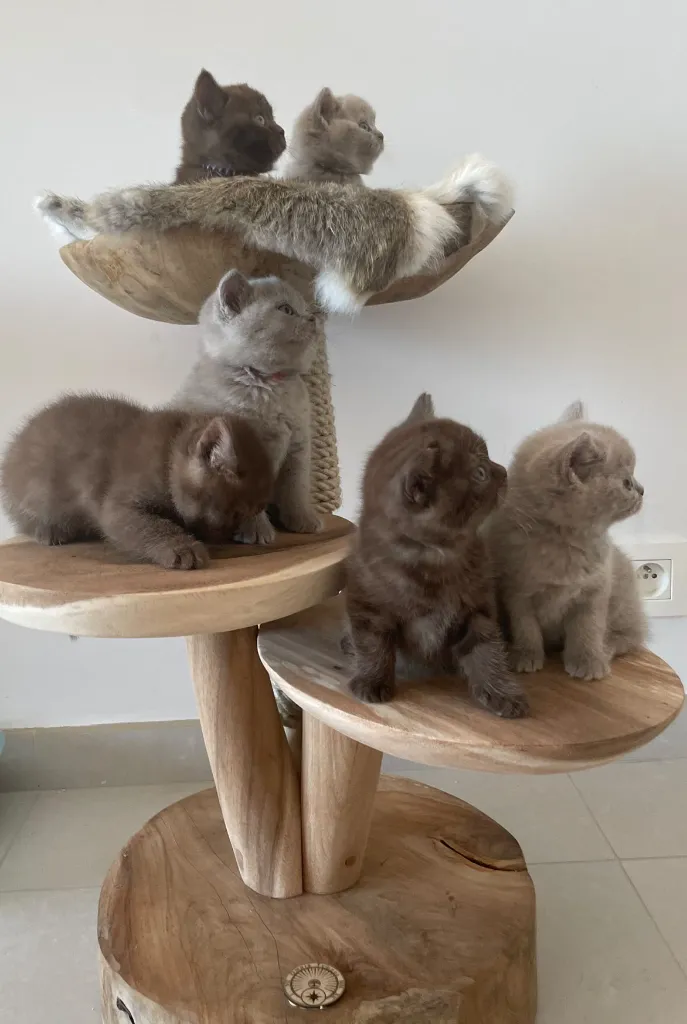 Totto die kleine blume