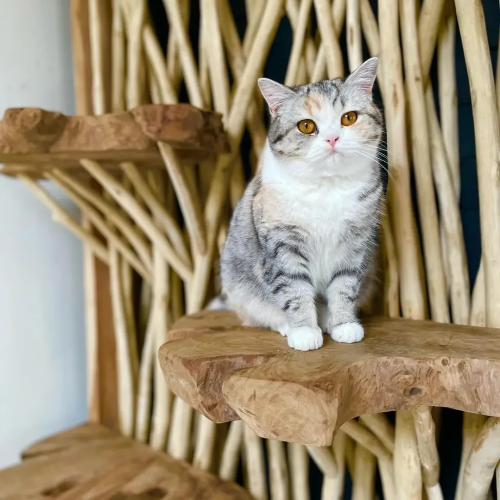 Aldea Muro teak — Wall Tree