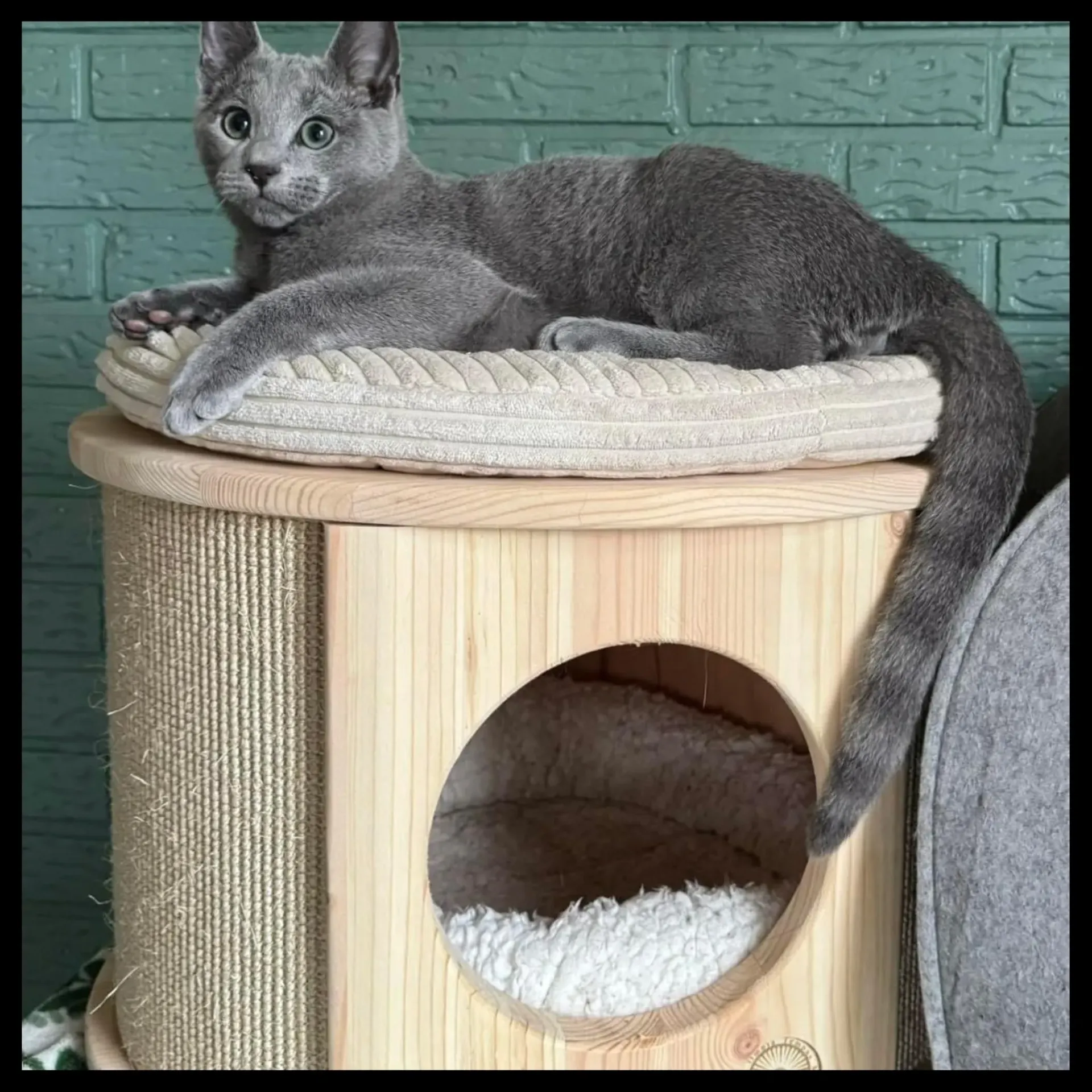 Scratching Post Solid Wood Single