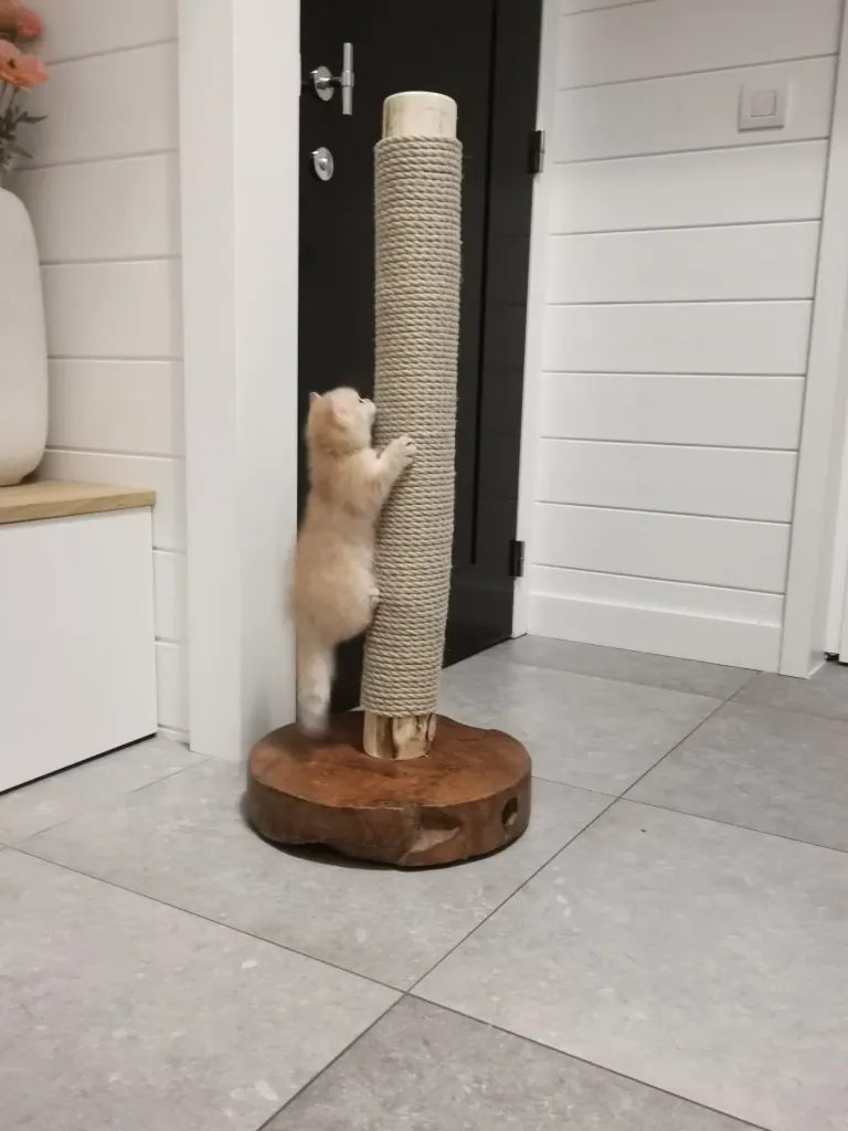 Scratch Post (40 cm ronde voet)